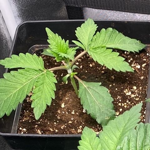 Bubble Gum growlog timeline photo