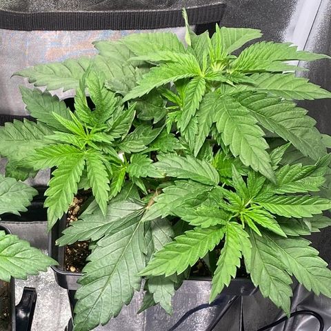 Punch Pie  growlog timeline photo