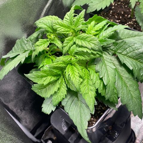 Special Kush #1 growlog timeline photo