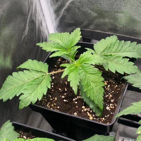 Bubble Gum growlog timeline photo