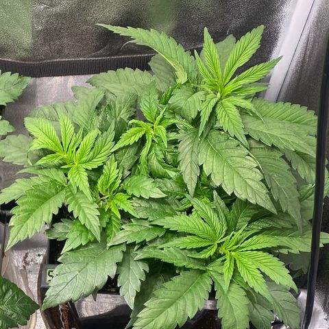 Punch Pie  growlog timeline photo