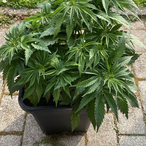 Punch Pie  growlog timeline photo