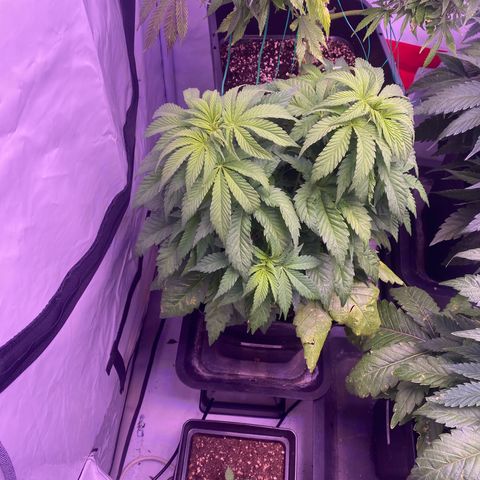 Special Kush #1 growlog timeline photo
