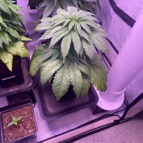 Bubble Gum growlog timeline photo