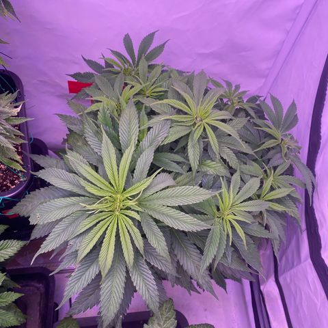 Punch Pie  growlog timeline photo