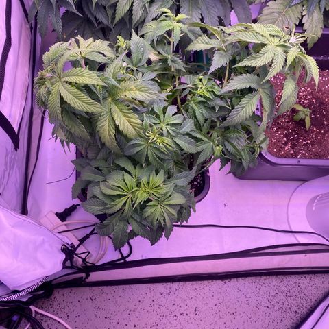 Special Kush #1 growlog timeline photo