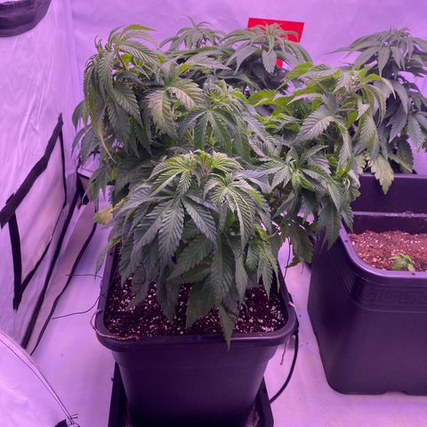 Special Kush #1 growlog timeline photo