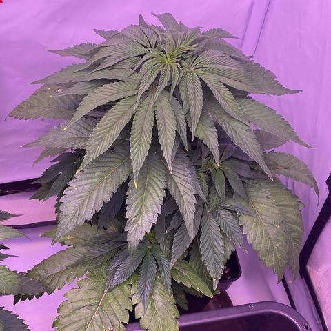 Bubble Gum growlog timeline photo