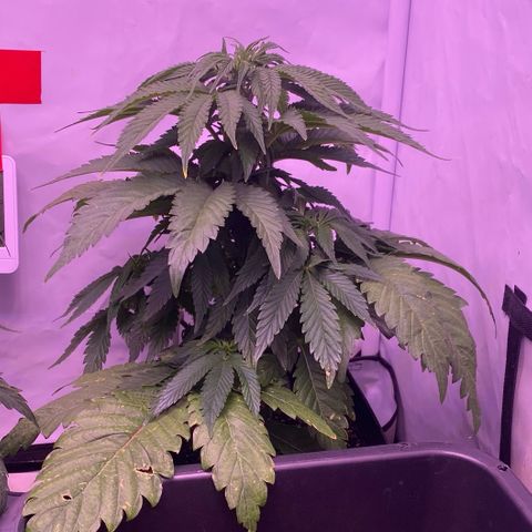 Bubble Gum growlog timeline photo