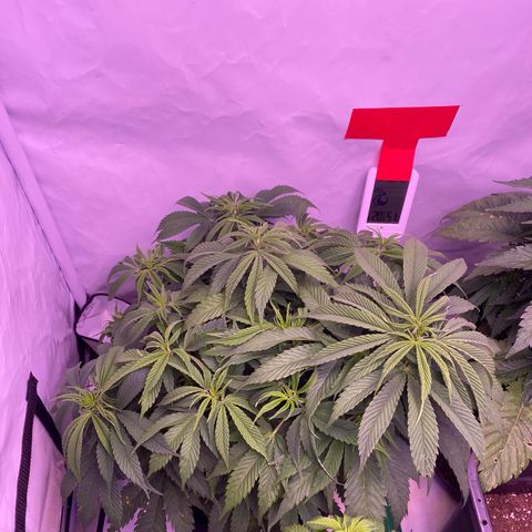 Punch Pie  growlog timeline photo