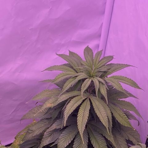 Bubble Gum growlog timeline photo