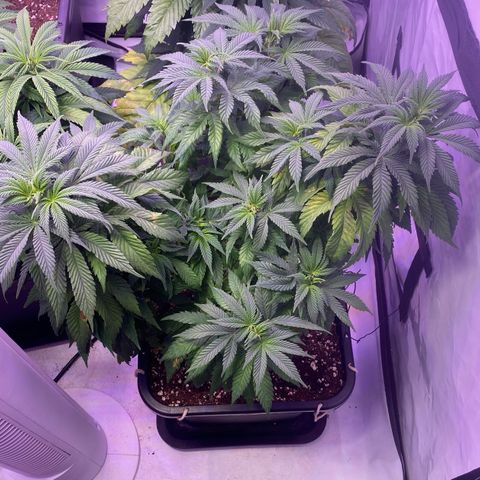 Special Kush #1 growlog timeline photo