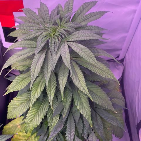 Bubble Gum growlog timeline photo