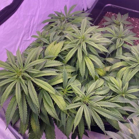 Punch Pie  growlog timeline photo