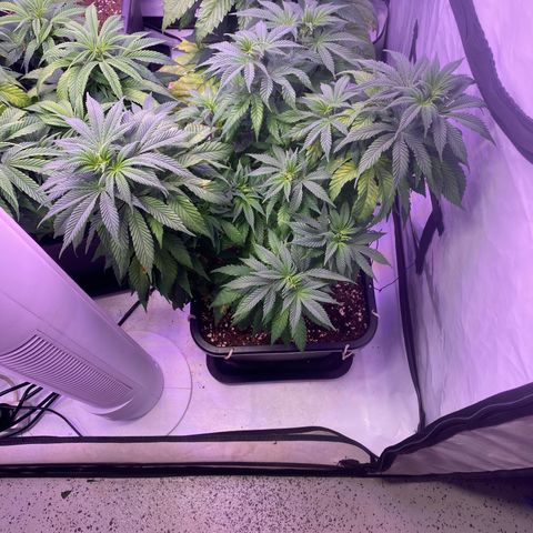 Special Kush #1 growlog timeline photo