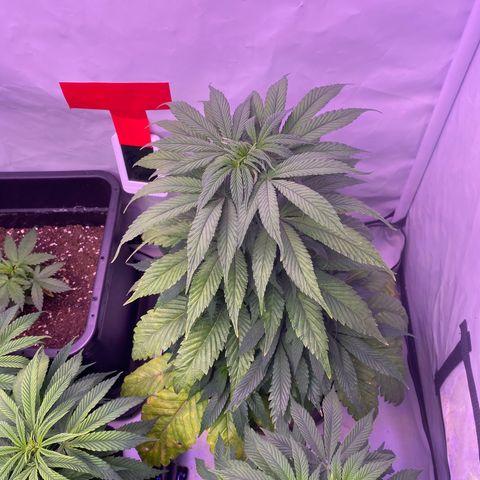 Bubble Gum growlog timeline photo