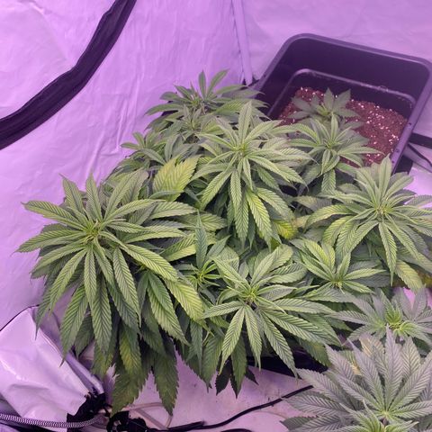 Punch Pie  growlog timeline photo