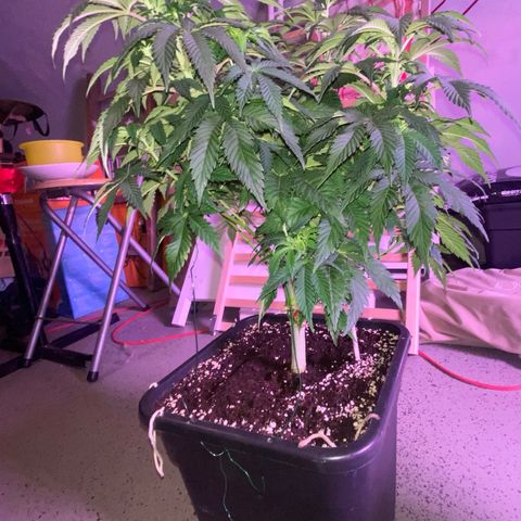 Special Kush #1 growlog timeline photo
