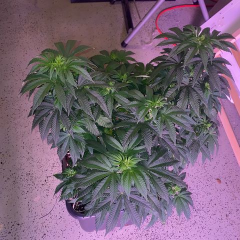 Special Kush #1 growlog timeline photo