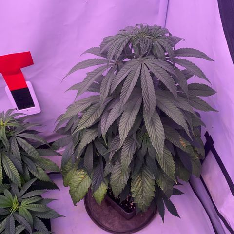 Bubble Gum growlog timeline photo