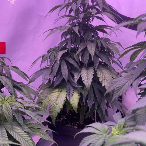 Bubble Gum growlog timeline photo
