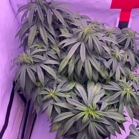 Punch Pie  growlog timeline photo