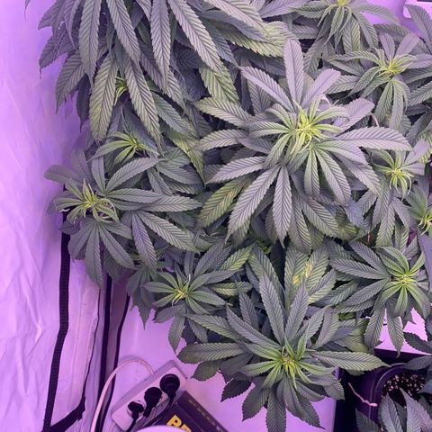 Punch Pie  growlog timeline photo