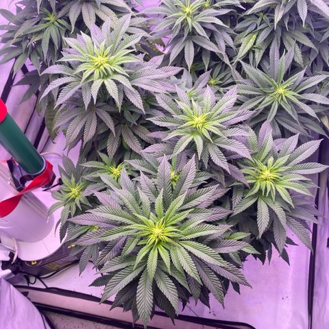 Special Kush #1 growlog timeline photo