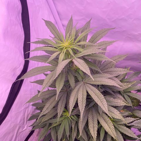 Bubble Gum growlog timeline photo