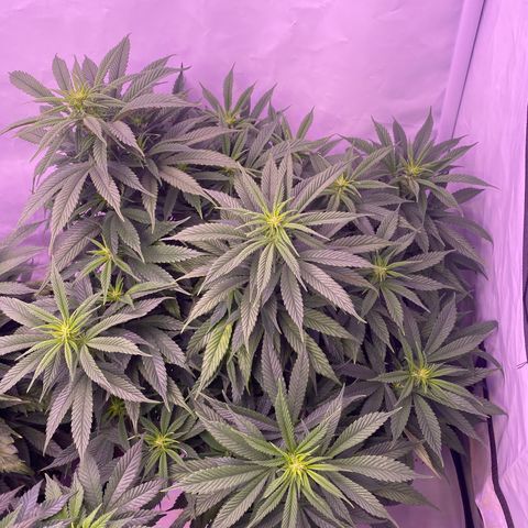 Punch Pie  growlog timeline photo