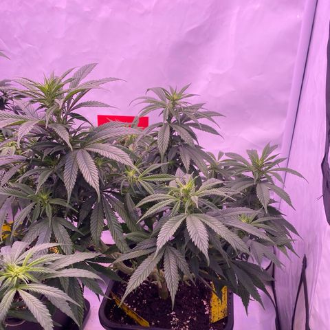 Punch Pie  growlog timeline photo