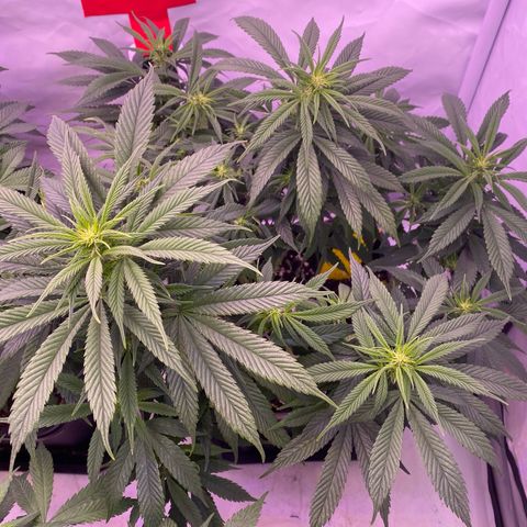 Punch Pie  growlog timeline photo