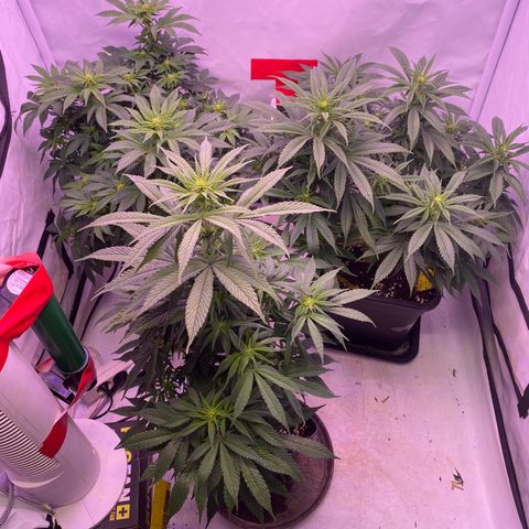 Punch Pie  growlog timeline photo