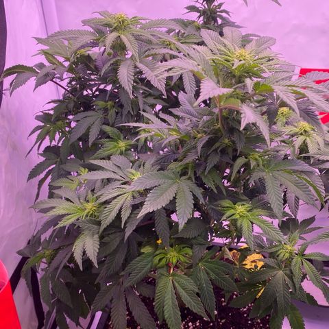 Special Kush #1 growlog timeline photo