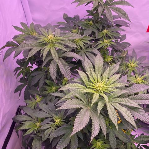Special Kush #1 growlog timeline photo