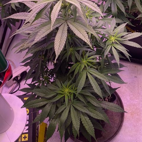 Bubble Gum growlog timeline photo