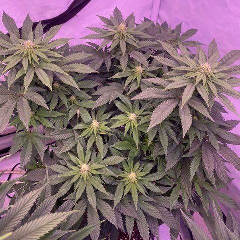 Special Kush #1 growlog timeline photo