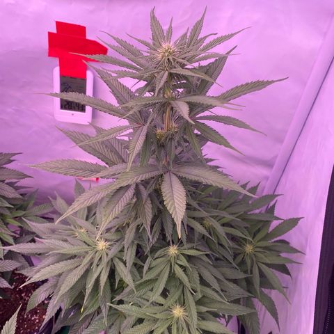 Bubble Gum growlog timeline photo