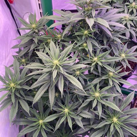 Punch Pie  growlog timeline photo