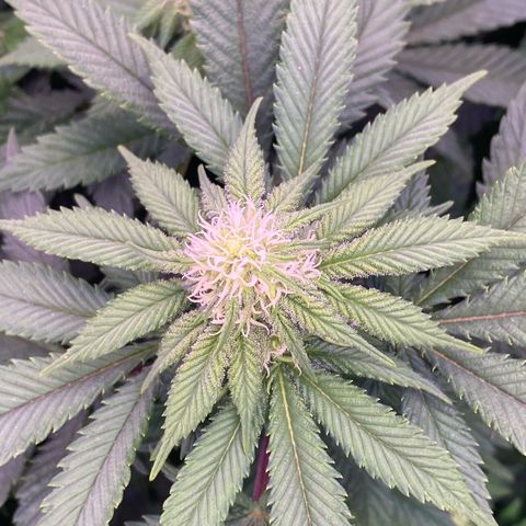 Special Kush #1 growlog timeline photo