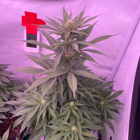 Bubble Gum growlog timeline photo