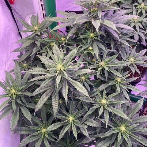 Punch Pie  growlog timeline photo