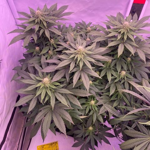 Special Kush #1 growlog timeline photo