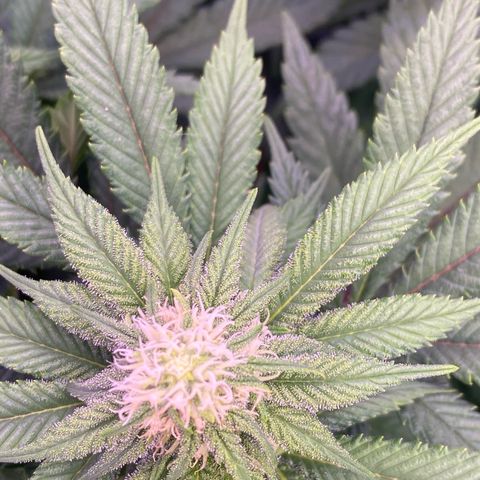 Special Kush #1 growlog timeline photo