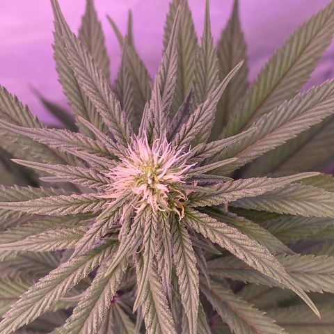 Bubble Gum growlog timeline photo
