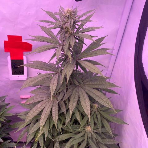 Bubble Gum growlog timeline photo