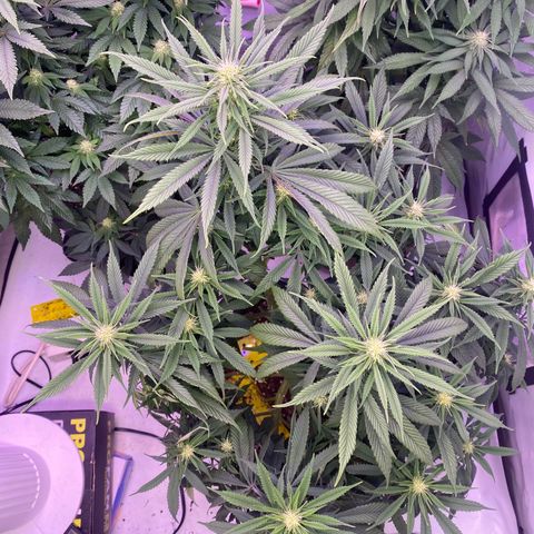 Punch Pie  growlog timeline photo