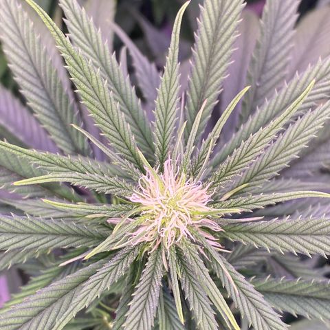 Punch Pie  growlog timeline photo