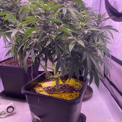 Punch Pie  growlog timeline photo