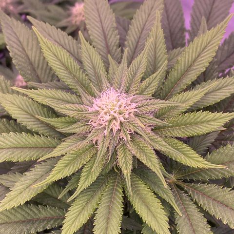 Special Kush #1 growlog timeline photo